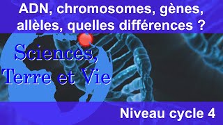 ADN chromosomes gènes allèles quelles différences [upl. by Mitman]