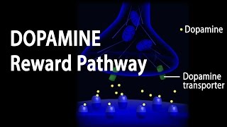 Neuroscience Basics Dopamine Reward Pathway Animation [upl. by Weinhardt]