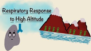 Respiratory Response To High Altitude  Acclimatization Physiology  Respiratory Physiology [upl. by Charline]