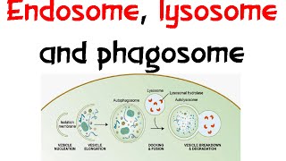 Endosome Lysozome and phagosome [upl. by Cox]