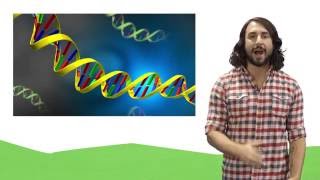 Nucleic Acids DNA and RNA [upl. by Lenad]