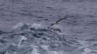 How Big is a Wandering Albatross [upl. by Harald498]