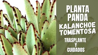 Kalanchoe tomentosa Trasplante y cuidados  PLANTA PANDA [upl. by Egag981]