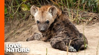 Python Eats Hyena  National Geographic [upl. by Kato]