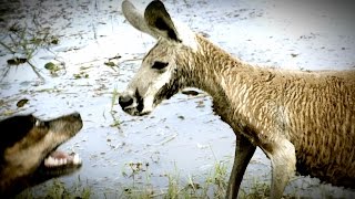 Kangaroo Tries to Drown Dog and Attacks The Owner [upl. by Nniuq624]