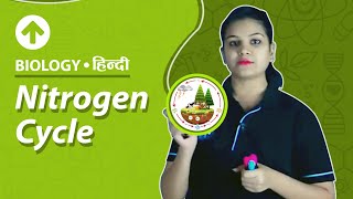 Nitrogen Cycle  Hindi  Biology [upl. by Omar86]