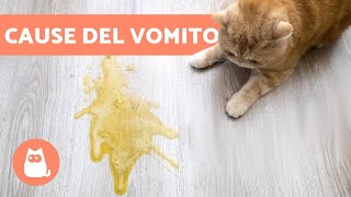 Perché il mio GATTO VOMITA  8 CAUSE comuni [upl. by Anitnoc]