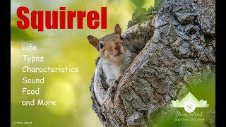 Squirrels Amazing Facts [upl. by Raimondo]