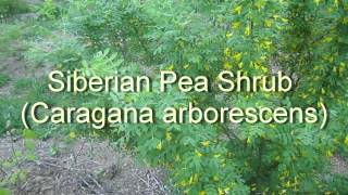 Siberian Pea Shrub From Flower to Harvest [upl. by Kcir]