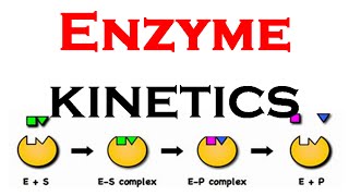 Enzyme kinetics animation [upl. by Gizela]