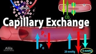 Capillary Exchange and Edema Animation [upl. by Yraeht]