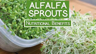 Alfalfa Sprouts Best Quality to Consume for Highest Health Benefits [upl. by Cleveland963]