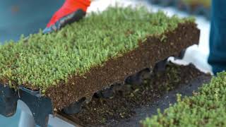 How To Install a Modular Green Roof [upl. by Darlleen]