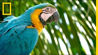 Why Are Wild Parrots Disappearing in Miami  Short Film Showcase [upl. by Tnilk]