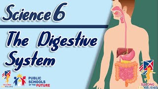 Grade 6  The Digestive System  SCIENCE 6 [upl. by Iaht]