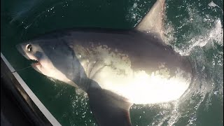 Porbeagle Shark fishing Ireland [upl. by Valerle]