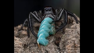 Hyllus giganteus GIANT JUMPING SPIDERS 😊 [upl. by Hairom837]