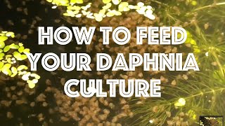 How To Feed Your Daphnia Culture [upl. by Nevaj]