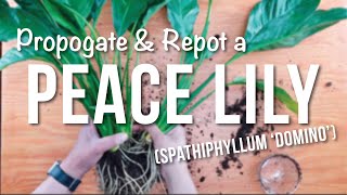 peace lily  How to Propagate  Repotting  Care Guide [upl. by Pendleton267]