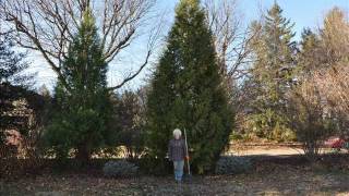 How Fast Do Leyland Cypresses Grow [upl. by Woody612]