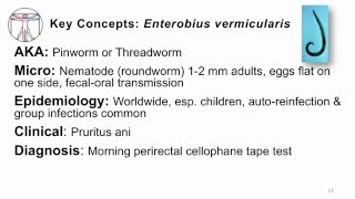 Helminths Enterobius [upl. by Nnylyahs]