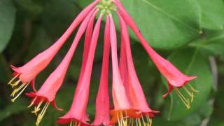 Plant portrait  Coral honeysuckle Lonicera sempervirens [upl. by Millwater776]