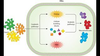 Metabolism Anabolism and Catabolism [upl. by Rape]