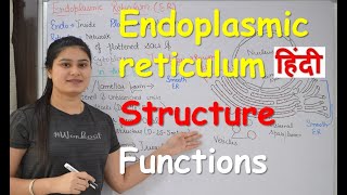 Endoplasmic reticulum in Hindi  Structure  Functions  Cell Organelles [upl. by Domela]