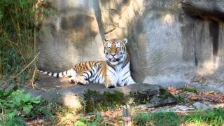 Roaring Siberian TigerCleveland Merto Park Zoo [upl. by Kipp]