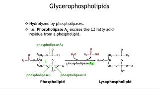 Membrane lipids glycerophospholipids and sphingolipids [upl. by Aysa]