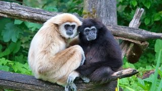 Hoolock Gibbon Call [upl. by Jessie]