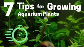 7 Tips for Growing Freshwater Plants in an Aquarium [upl. by Prinz]