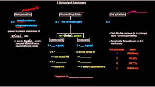 Lipids Part 9 of 11  Membrane Lipids  Sphingolipids [upl. by Salvadore]