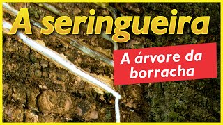 A seringueira árvore produtora de látex borracha natural [upl. by Dhar]