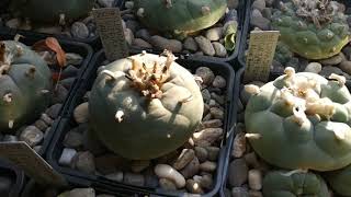 Lophophora collection [upl. by Maillij]