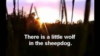 Sheepdogs vs Wolves [upl. by Attecnoc]