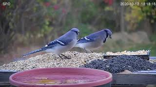 Blue Jay Calling  Food Call [upl. by Kobe]