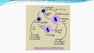 Chronic Inflammation HD [upl. by Khosrow822]