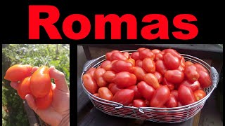 Planting Roma Tomatoes The Right Way [upl. by Goldy479]