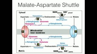 MalateAspartate Shuttle Mitochondrial NADH Transport [upl. by Aviva]