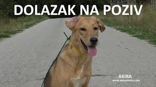 Kako da naučite psa da dolazi na poziv  2017 [upl. by Leirol733]