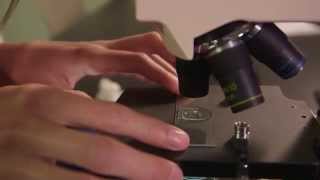 How to Use a Compound Microscope [upl. by Ecirbaf]