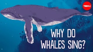 Why do whales sing  Stephanie Sardelis [upl. by Nirahs]