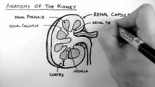 Renal Anatomy 1  Kidney [upl. by Ravel371]