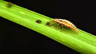 Green lacewing larvae vs bird cherryoat aphid [upl. by Annert]