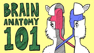 BRAIN ANATOMY BASICS In Rhyme [upl. by Leanne]