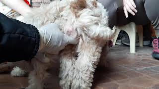 How To Treat Vomiting at Home  Vomiting dog [upl. by Urbanus]