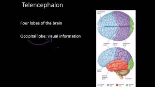 Telencephalon Limbic system and basal ganglia [upl. by Navaj]