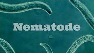 What Are Nematodes Nematode Under A Microscope [upl. by Leia]