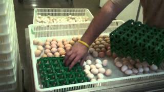 Tour Murray McMurray Hatchery [upl. by Ramas]